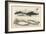 Four Different Whales Including the Porpoise Ca'Ing Whale White Whale and the Narwhal-null-Framed Art Print