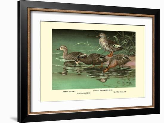 Four Duck Varieties-Allan Brooks-Framed Art Print
