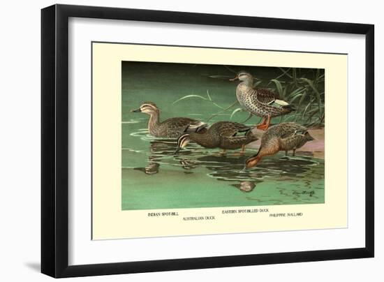 Four Duck Varieties-Allan Brooks-Framed Art Print