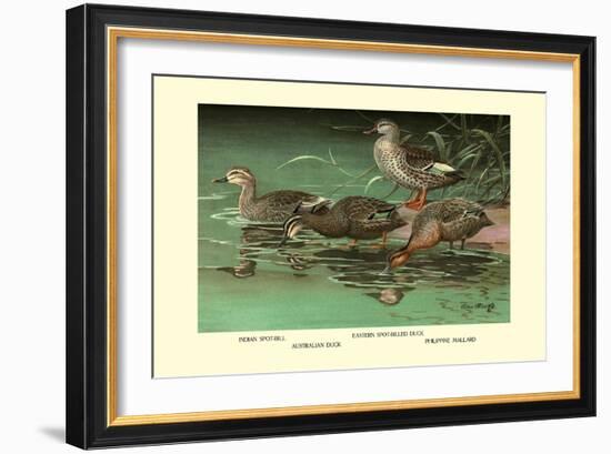 Four Duck Varieties-Allan Brooks-Framed Art Print