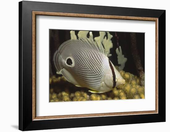 Four Eye Butterfly Fish-Hal Beral-Framed Photographic Print