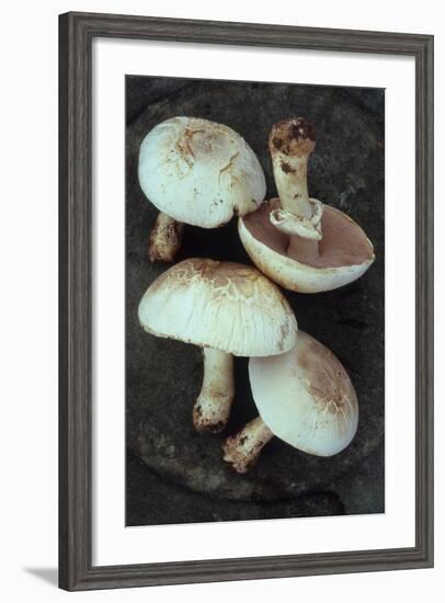 Four Field-Den Reader-Framed Photographic Print