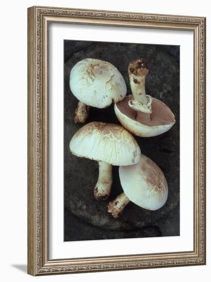 Four Field-Den Reader-Framed Photographic Print