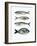 Four Fish I-Emma Scarvey-Framed Art Print