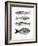 Four Fish I-Emma Scarvey-Framed Art Print