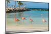 Four Flamingos on the Beach-PhotoSerg-Mounted Photographic Print