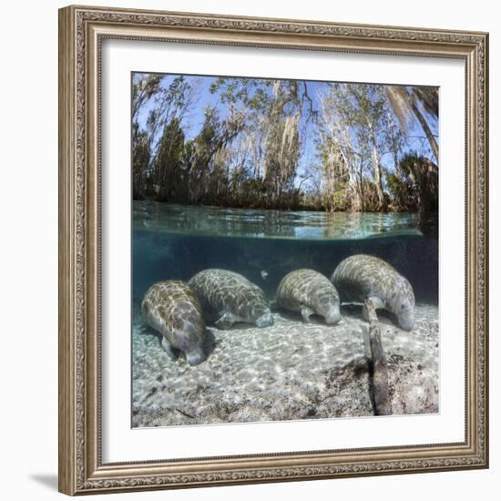 Four Florida manatees on river bed, Crystal River, Florida, USA-David Fleetham-Framed Photographic Print