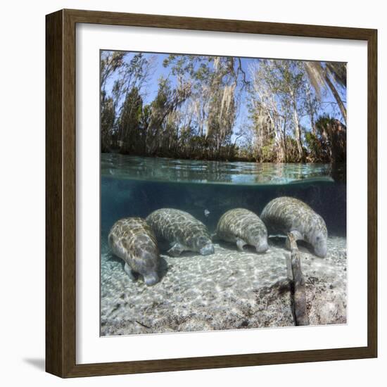 Four Florida manatees on river bed, Crystal River, Florida, USA-David Fleetham-Framed Photographic Print