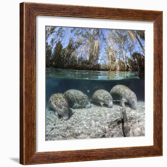 Four Florida manatees on river bed, Crystal River, Florida, USA-David Fleetham-Framed Photographic Print