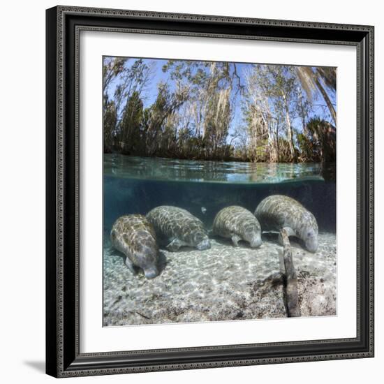 Four Florida manatees on river bed, Crystal River, Florida, USA-David Fleetham-Framed Photographic Print