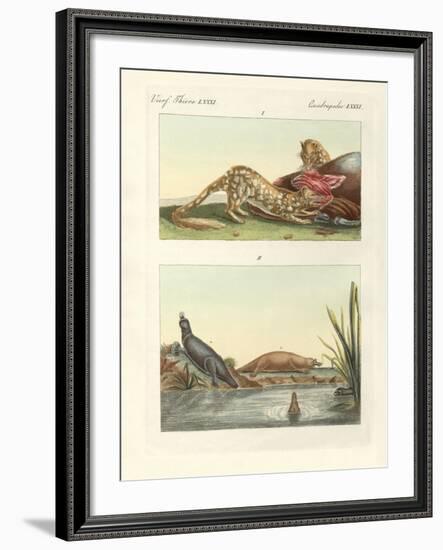Four-Footed Animals of Australia-null-Framed Giclee Print