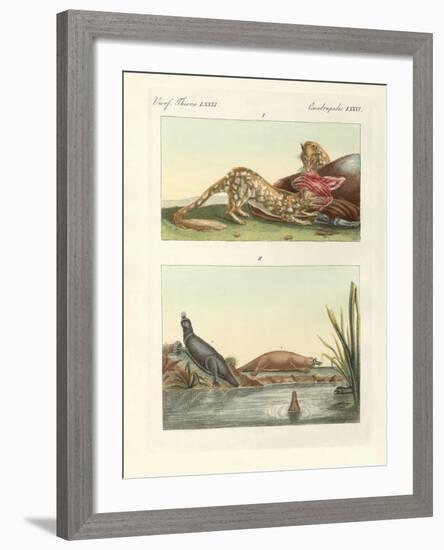 Four-Footed Animals of Australia-null-Framed Giclee Print