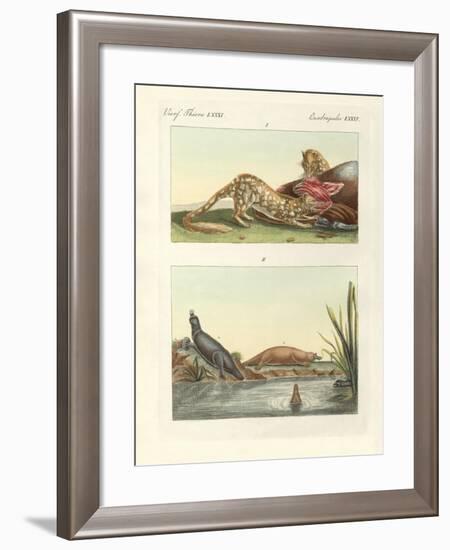 Four-Footed Animals of Australia-null-Framed Giclee Print