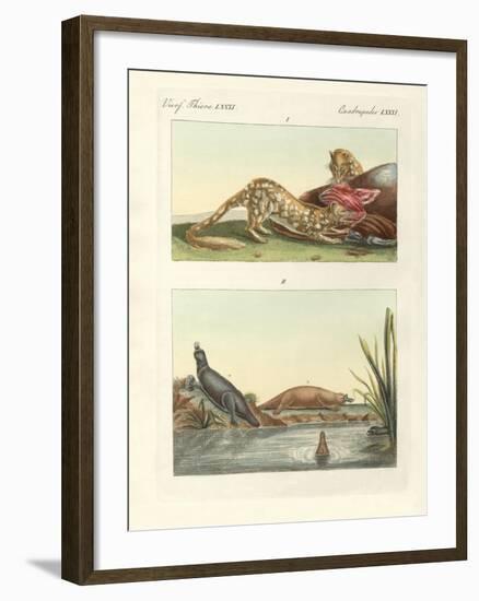 Four-Footed Animals of Australia-null-Framed Giclee Print