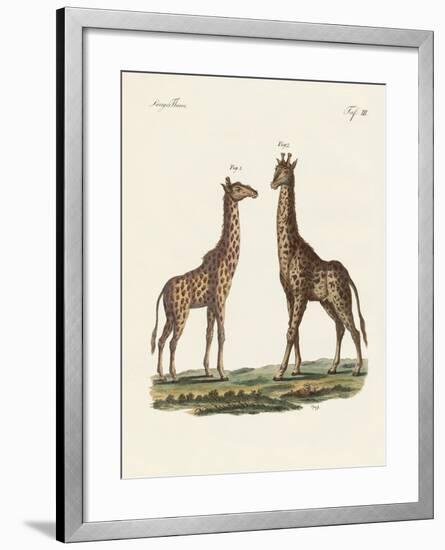 Four-Footed Animals-null-Framed Giclee Print