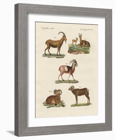 Four-Footed Animals-null-Framed Giclee Print