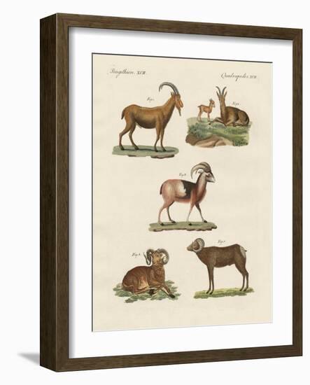 Four-Footed Animals-null-Framed Giclee Print