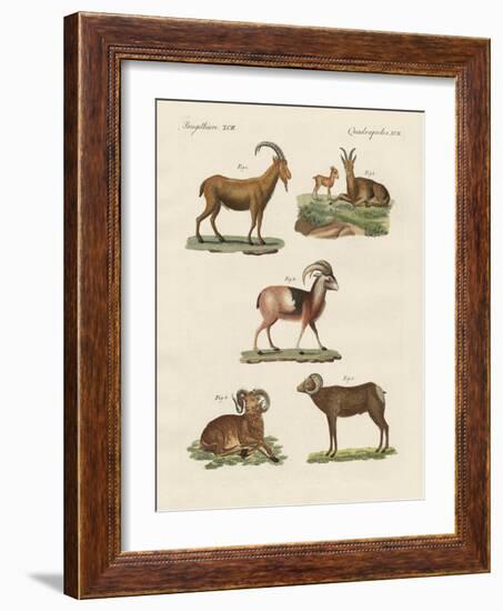 Four-Footed Animals-null-Framed Giclee Print