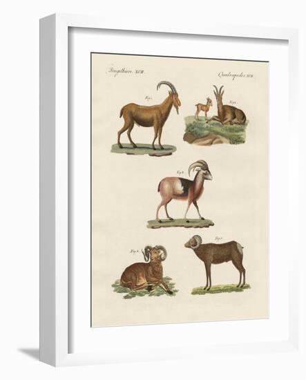 Four-Footed Animals-null-Framed Giclee Print