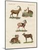 Four-Footed Animals-null-Mounted Giclee Print