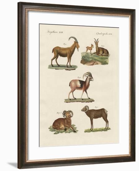 Four-Footed Animals-null-Framed Giclee Print