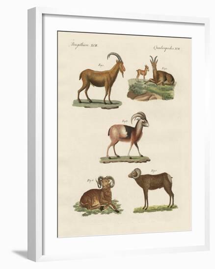 Four-Footed Animals-null-Framed Giclee Print