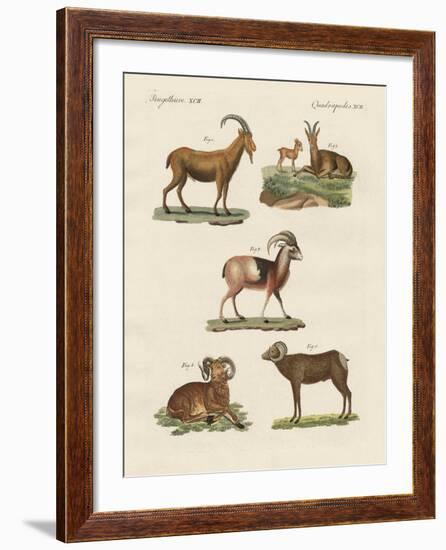 Four-Footed Animals-null-Framed Giclee Print