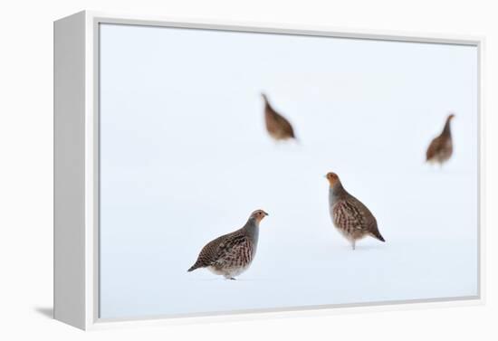 Four Grey partridges on snow-covered arable field, Scotland-Laurie Campbell-Framed Premier Image Canvas