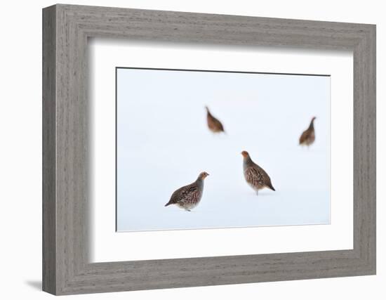 Four Grey partridges on snow-covered arable field, Scotland-Laurie Campbell-Framed Photographic Print