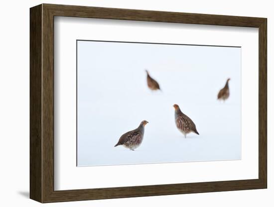 Four Grey partridges on snow-covered arable field, Scotland-Laurie Campbell-Framed Photographic Print