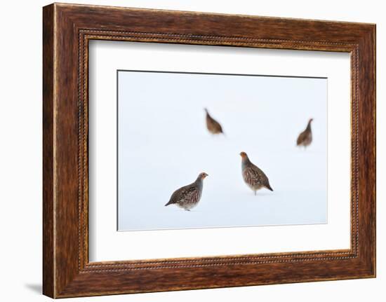 Four Grey partridges on snow-covered arable field, Scotland-Laurie Campbell-Framed Photographic Print