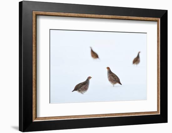 Four Grey partridges on snow-covered arable field, Scotland-Laurie Campbell-Framed Photographic Print