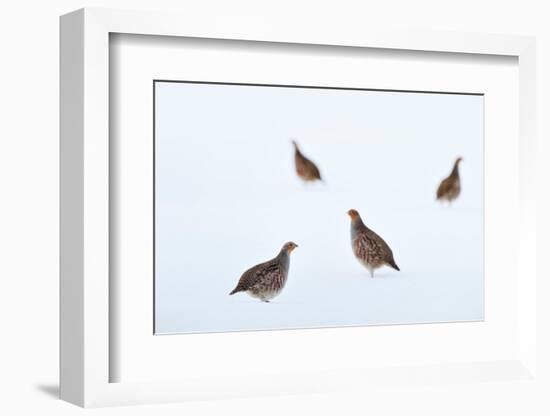 Four Grey partridges on snow-covered arable field, Scotland-Laurie Campbell-Framed Photographic Print