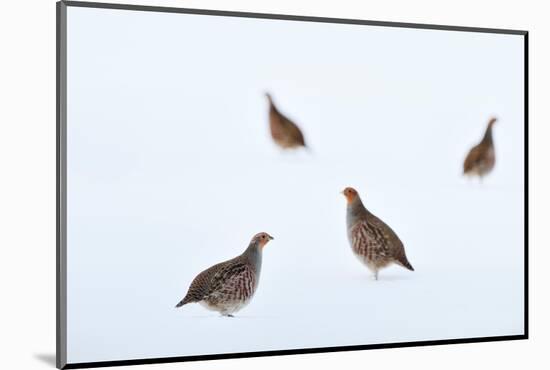 Four Grey partridges on snow-covered arable field, Scotland-Laurie Campbell-Mounted Photographic Print