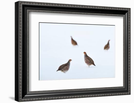 Four Grey partridges on snow-covered arable field, Scotland-Laurie Campbell-Framed Photographic Print