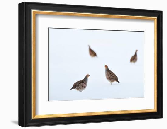 Four Grey partridges on snow-covered arable field, Scotland-Laurie Campbell-Framed Photographic Print