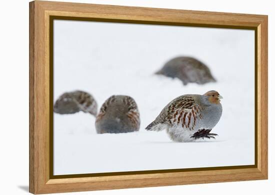 Four Grey Partridges (Perdix Perdix) on Snow, Kauhajoki, Finland, January-Markus Varesvuo-Framed Premier Image Canvas