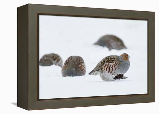 Four Grey Partridges (Perdix Perdix) on Snow, Kauhajoki, Finland, January-Markus Varesvuo-Framed Premier Image Canvas