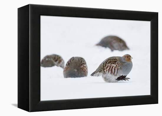 Four Grey Partridges (Perdix Perdix) on Snow, Kauhajoki, Finland, January-Markus Varesvuo-Framed Premier Image Canvas