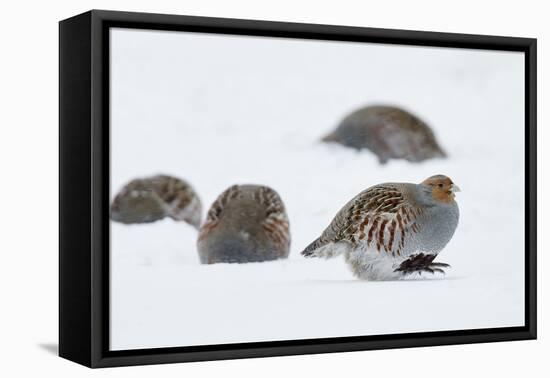 Four Grey Partridges (Perdix Perdix) on Snow, Kauhajoki, Finland, January-Markus Varesvuo-Framed Premier Image Canvas
