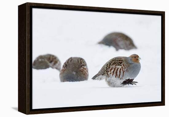 Four Grey Partridges (Perdix Perdix) on Snow, Kauhajoki, Finland, January-Markus Varesvuo-Framed Premier Image Canvas