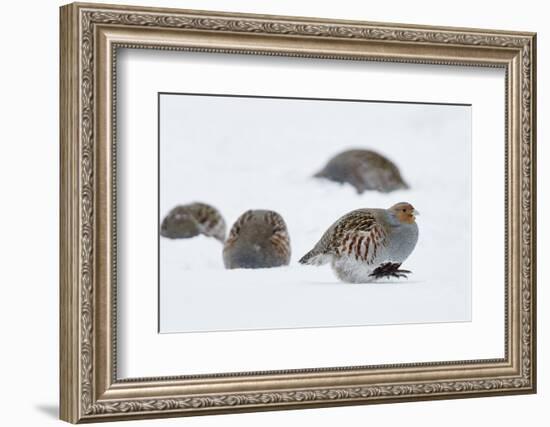 Four Grey Partridges (Perdix Perdix) on Snow, Kauhajoki, Finland, January-Markus Varesvuo-Framed Photographic Print