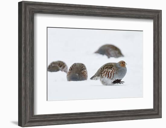 Four Grey Partridges (Perdix Perdix) on Snow, Kauhajoki, Finland, January-Markus Varesvuo-Framed Photographic Print