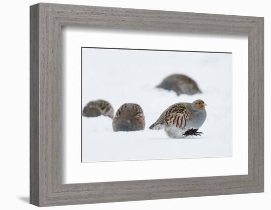 Four Grey Partridges (Perdix Perdix) on Snow, Kauhajoki, Finland, January-Markus Varesvuo-Framed Photographic Print