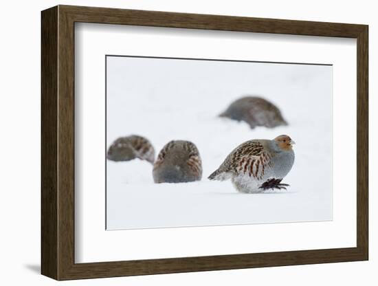 Four Grey Partridges (Perdix Perdix) on Snow, Kauhajoki, Finland, January-Markus Varesvuo-Framed Photographic Print