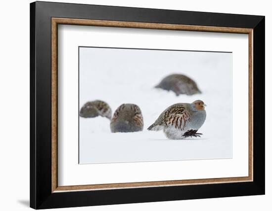 Four Grey Partridges (Perdix Perdix) on Snow, Kauhajoki, Finland, January-Markus Varesvuo-Framed Photographic Print