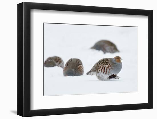 Four Grey Partridges (Perdix Perdix) on Snow, Kauhajoki, Finland, January-Markus Varesvuo-Framed Photographic Print