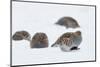 Four Grey Partridges (Perdix Perdix) on Snow, Kauhajoki, Finland, January-Markus Varesvuo-Mounted Photographic Print