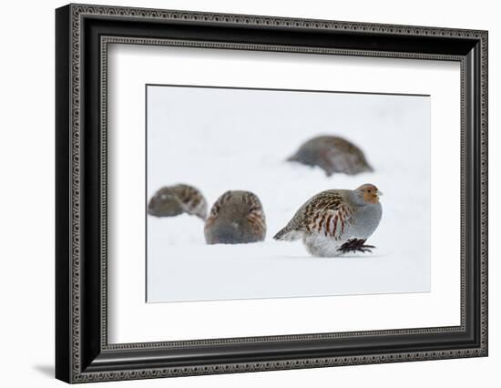 Four Grey Partridges (Perdix Perdix) on Snow, Kauhajoki, Finland, January-Markus Varesvuo-Framed Photographic Print