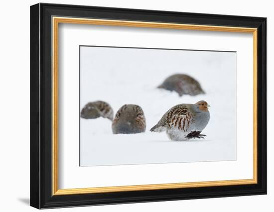 Four Grey Partridges (Perdix Perdix) on Snow, Kauhajoki, Finland, January-Markus Varesvuo-Framed Photographic Print